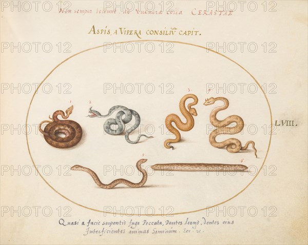 Animalia Qvadrvpedia et Reptilia (Terra): Plate LVIII, c. 1575/1580.