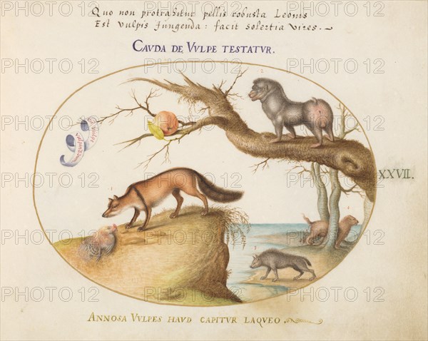 Animalia Qvadrvpedia et Reptilia (Terra): Plate XXVII, c. 1575/1580.