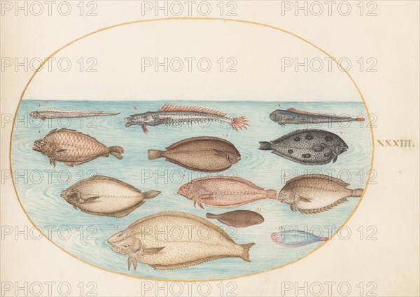 Animalia Aqvatilia et Cochiliata (Aqva): Plate XXXIII, c. 1575/1580.