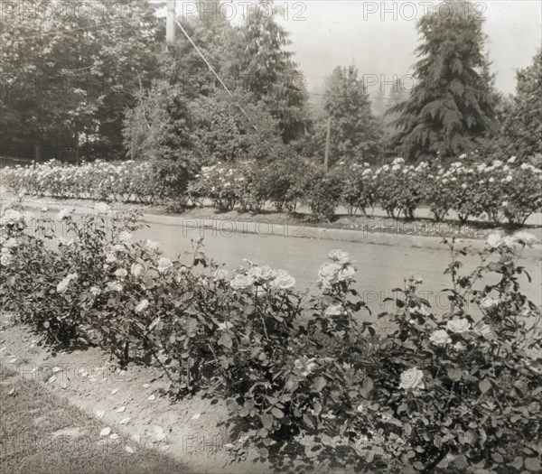 Street with Caroline Restout roses, Portland, Oregon, 1923.