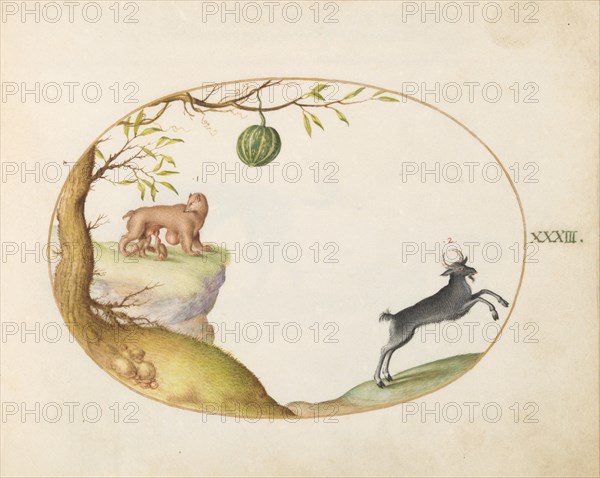 Animalia Qvadrvpedia et Reptilia (Terra): Plate XXXIII, c. 1575/1580.
