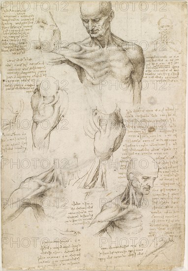 Superficial anatomy of the shoulder and neck , c. 1510. Creator: Leonardo da Vinci (1452-1519).
