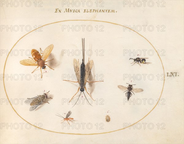 Plate 61: Seven Insects, Including a Small Striped Beetle, c. 1575/1580.