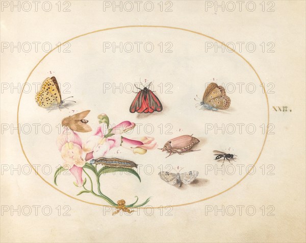 Plate 22: Butterflies with Other Insects and a Snapdragon, c. 1575/1580.