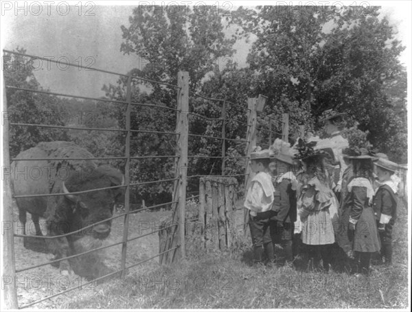 School children looking at bison at zoo, Washington, D.C., (1899?).