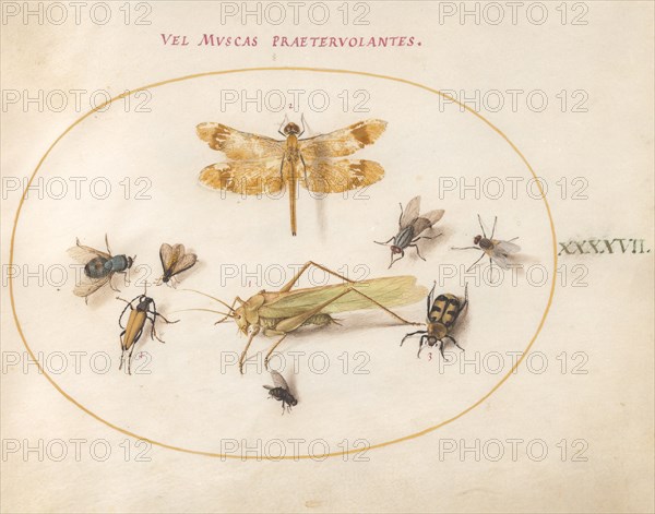 Plate 47: A Dragonfly, a Grasshopper, Flies, and Other Insects, c. 1575/1580.