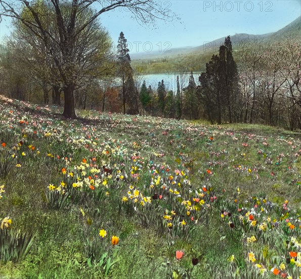 Cragston, John Pierpont Morgan house, Highland Falls, New York., c1913. Field of tulips and daffodils.