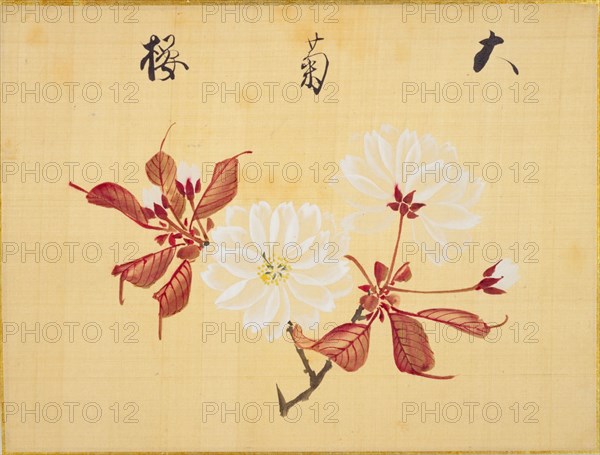 From the Sketch Book of Sakura (Cherry Blossoms), Between 1830 and 1853. Private Collection.