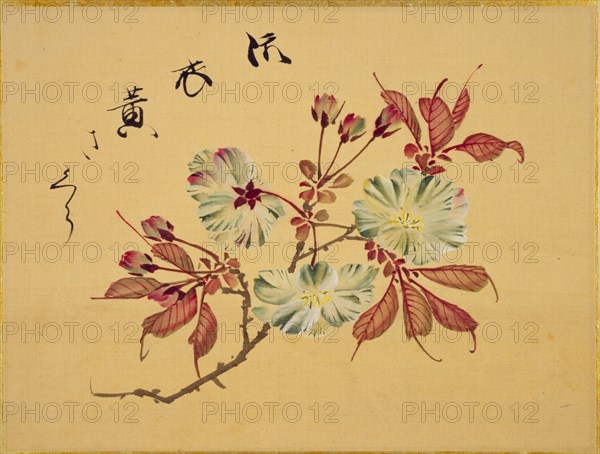 From the Sketch Book of Sakura (Cherry Blossoms), Between 1830 and 1853. Private Collection.