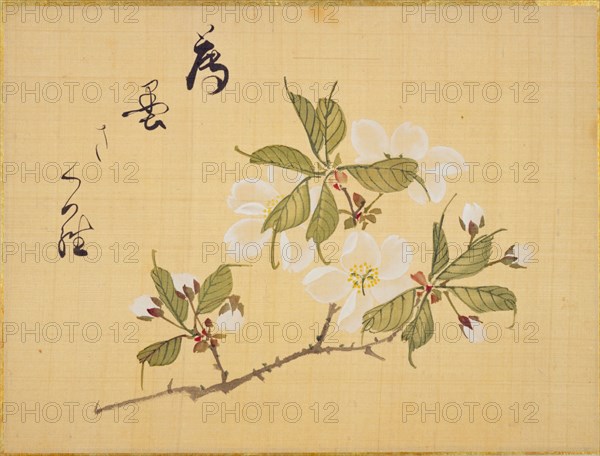 From the Sketch Book of Sakura (Cherry Blossoms), Between 1830 and 1853. Private Collection.