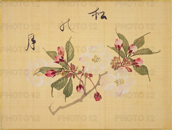 From the Sketch Book of Sakura (Cherry Blossoms), Between 1830 and 1853. Private Collection.