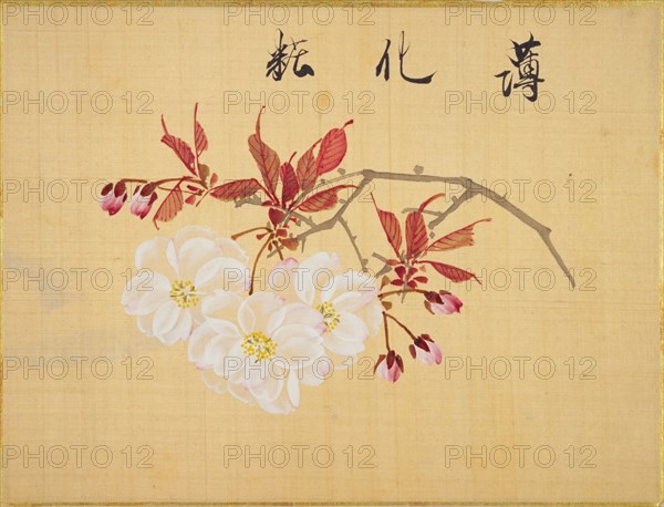 From the Sketch Book of Sakura (Cherry Blossoms), Between 1830 and 1853. Private Collection.