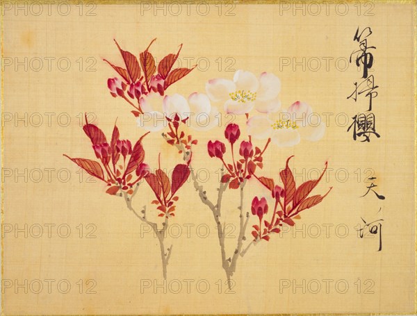 From the Sketch Book of Sakura (Cherry Blossoms), Between 1830 and 1853. Private Collection.