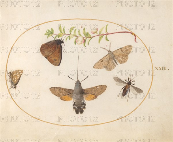 Plate 23: Hawk Moth, Butterflies, and Other Insects around a Snowberry Sprig, c. 1575/1580.