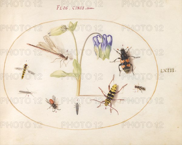 Plate 63: A Dragonfly and Seven Other Insects with a Blue and White Columbine, c. 1575/1580.