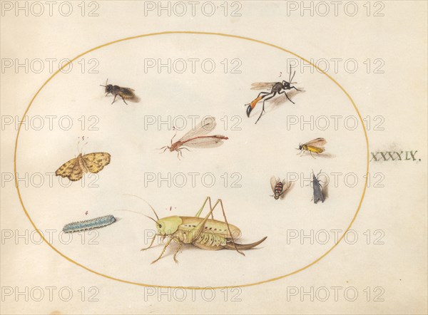 Plate 49: A Grasshopper, a Caterpillar, a Butterfly, a Moth, and Other Insects, c. 1575/1580.