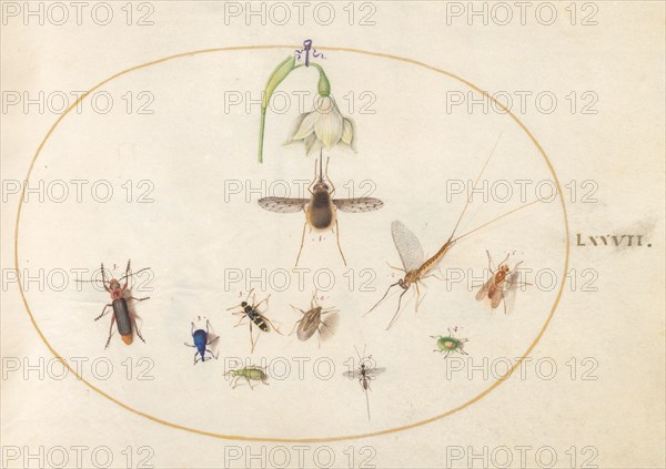 Plate 77: Hummingbird Hawk Moth with a White Flower, Blue and Green Weevils, and Other Insects, c. 1575/1580.