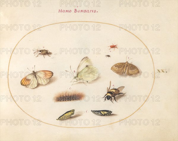 Plate 20: Three Butterflies, a Caterpillar, a Bee, Two Chrysalides, and Three Weevils, c. 1575/1580.