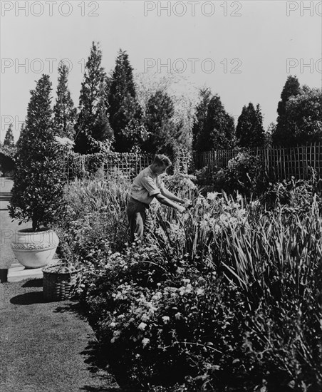 Gardener tending floral border, posed to illustrate Rudyard Kipling's poem "The Glory of the Garden", 1917.