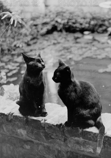 Frances Benjamin Johnston's cats, Herman and Vermin...New Orleans house, Louisiana, c1945 - 1950. Creator: Frances Benjamin Johnston.