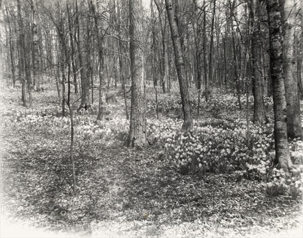 Unidentified garden or park, possibly "Ronaele Manor," Fitz Eugene Dixon house, Elkins Park, Pennsylvania, c1920.