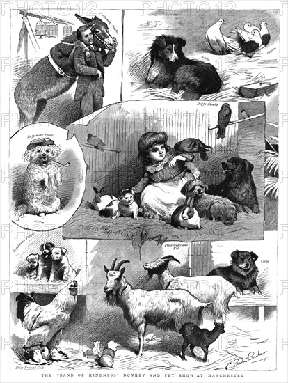 'The "Band of Kindness" Donkey and Pet show at Manchester', 1886. Creator: Unknown.