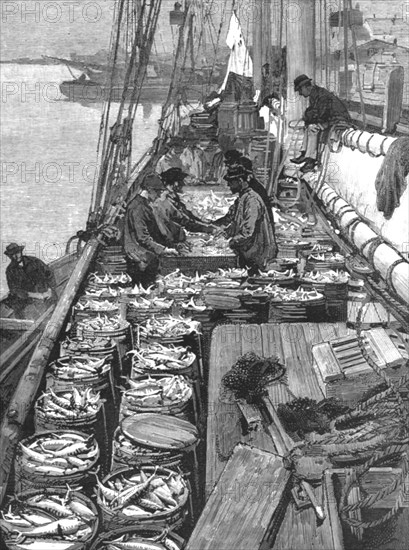 ''The American Fisheries Question; Dressing a Deck of Mackerel', 1890. Creator: Rev. W.S Green.