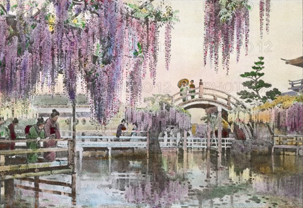 Reproduction of illustration: "Wisteria Kameido", between 1915 and 1925. Creator: Frances Benjamin Johnston.