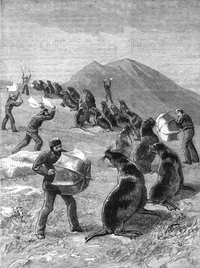 ''The American Fisheries Question; Driving Seals to the Killing Place, Behring's Straits', 1890. Creator: H.W Elliot.