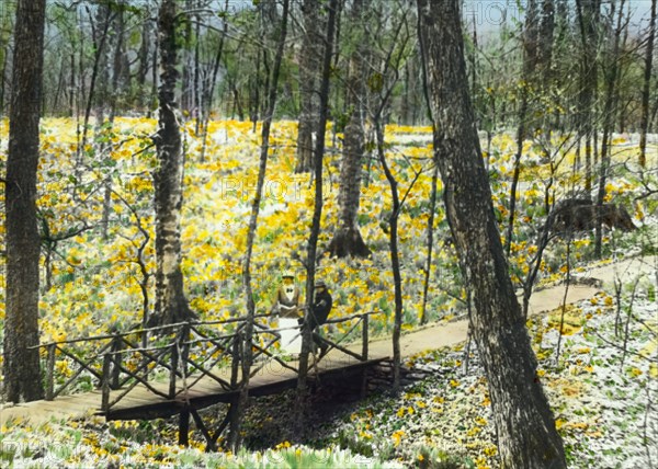 Lob's Wood, Carl H. Krippendorf house, 4949 Tealtown Road, Perintown (Milford), Ohio, c1920. Creator: Frances Benjamin Johnston.