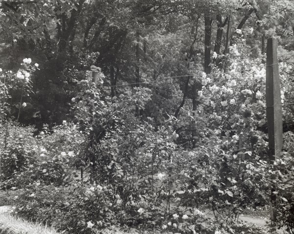 Willowmere, Rear Admiral Aaron Ward house, 435 Bryant Avenue, Roslyn Harbor, New York, 1914. Creator: Frances Benjamin Johnston.