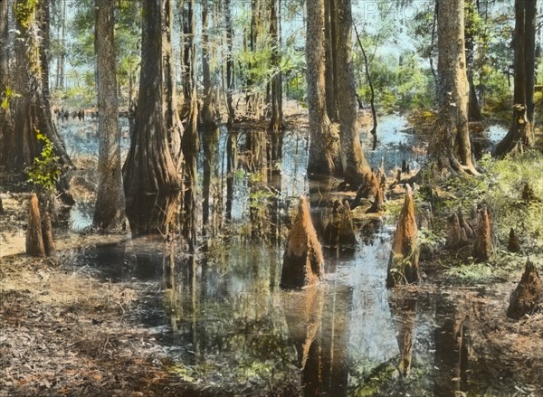 Magnolia Plantation, 3550 Ashley River Road, Charleston, South Carolina, 1928. Creator: Frances Benjamin Johnston.