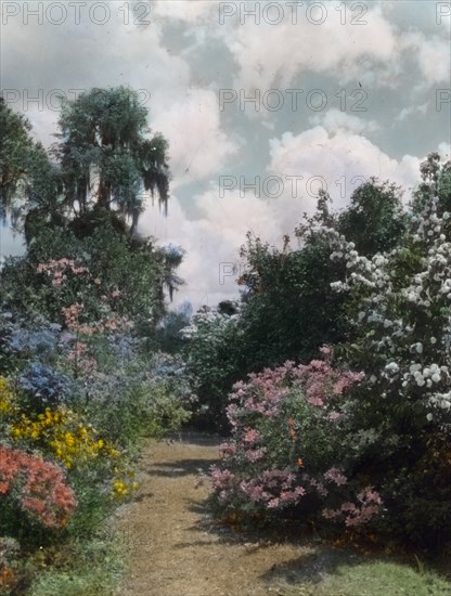 Magnolia Plantation, 3550 Ashley River Road, Charleston, South Carolina, 1928. Creator: Frances Benjamin Johnston.