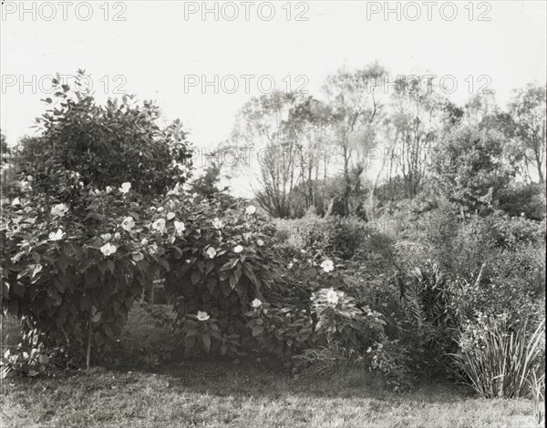 Glen Oaks, James Hobart Moore house, East Valley Road, Montecito, California, 1917. Creator: Frances Benjamin Johnston.