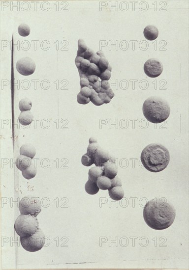 Specimen illustrations for a monograph on clay stones by J.M. Arms Sheldon, c1900. Creator: Frances S. Allen.