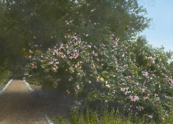 Arcady, George Owen Knapp house, Sycamore Canyon Road, Montecito, California, 1917. Creator: Frances Benjamin Johnston.