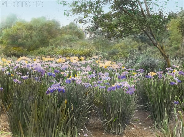 Grey-Croft, Stephen Swete Cummins house, Huntting Lane, East Hampton, New York, 1913. Creator: Frances Benjamin Johnston.