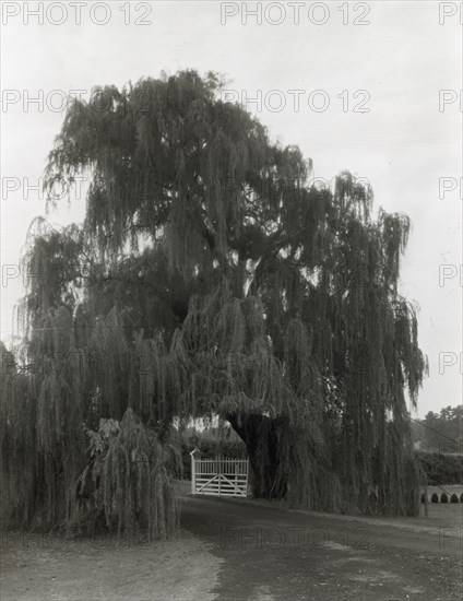 Montpelier, Marion du Pont Scott house, 11395 Constitution Highway, Montpelier, Virginia, 1930. Creator: Frances Benjamin Johnston.