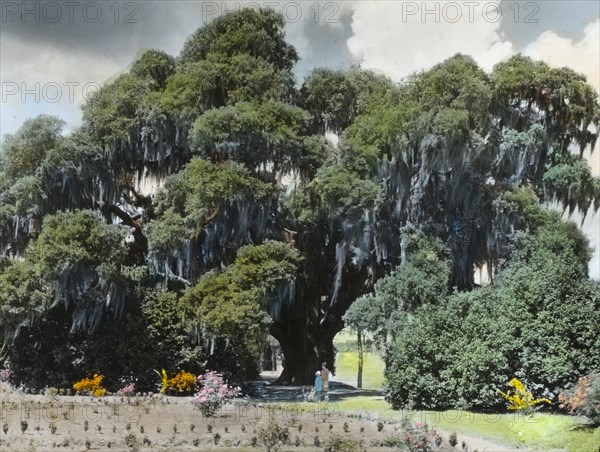 Middleton Place, John Julius Pringle Smith house, 4300 Ashley River Road, Charleston..., 1928. Creator: Frances Benjamin Johnston.