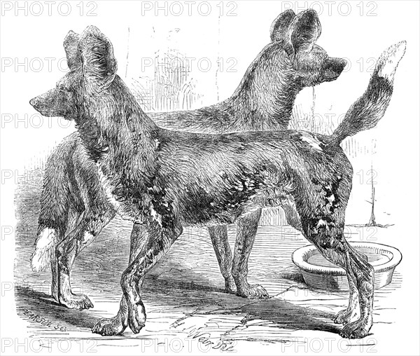 Cape Hunting Dogs, in the Gardens of the Zoological Society, Regent's-Park, 1854. Creator: Unknown.