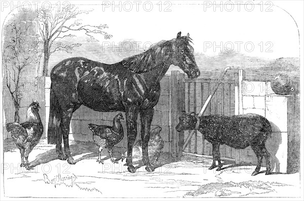 Russian pony and sheep from Bomarsund, brought by Captain Hall, H.M.S. "Hecla", 1854. Creator: Unknown.