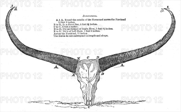 Skull and Horns of a Wild Buffalo, shot in Central Assam, 1854. Creator: Unknown.