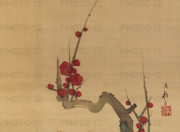 Plum blossom, c.1801.