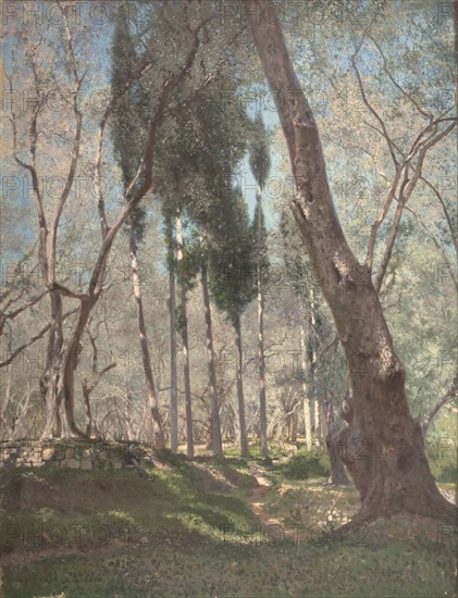 Olive trees in Menton, 1897.