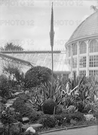 Botanical Gardens, 1917 or 1918.