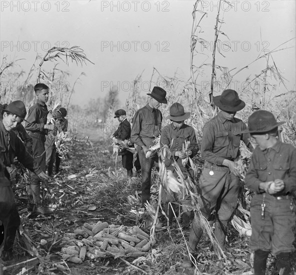 Boy Scouts, Boy Scout Farm, 1917.