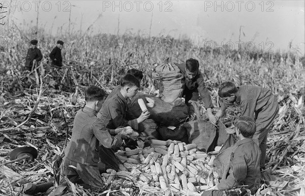 Boy Scouts, Boy Scout Farm, 1917.