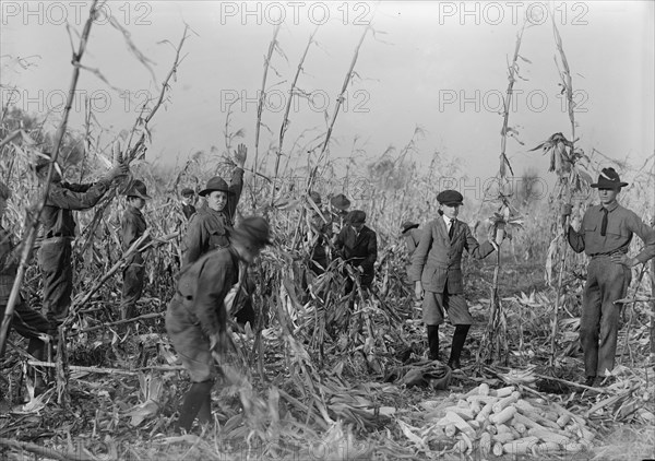 Boy Scouts, Boy Scout Farm, 1917.