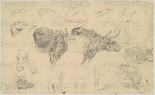 Studies of Oxen, late 19th century.