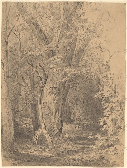 Tree and Foliage, probably c. 1873.